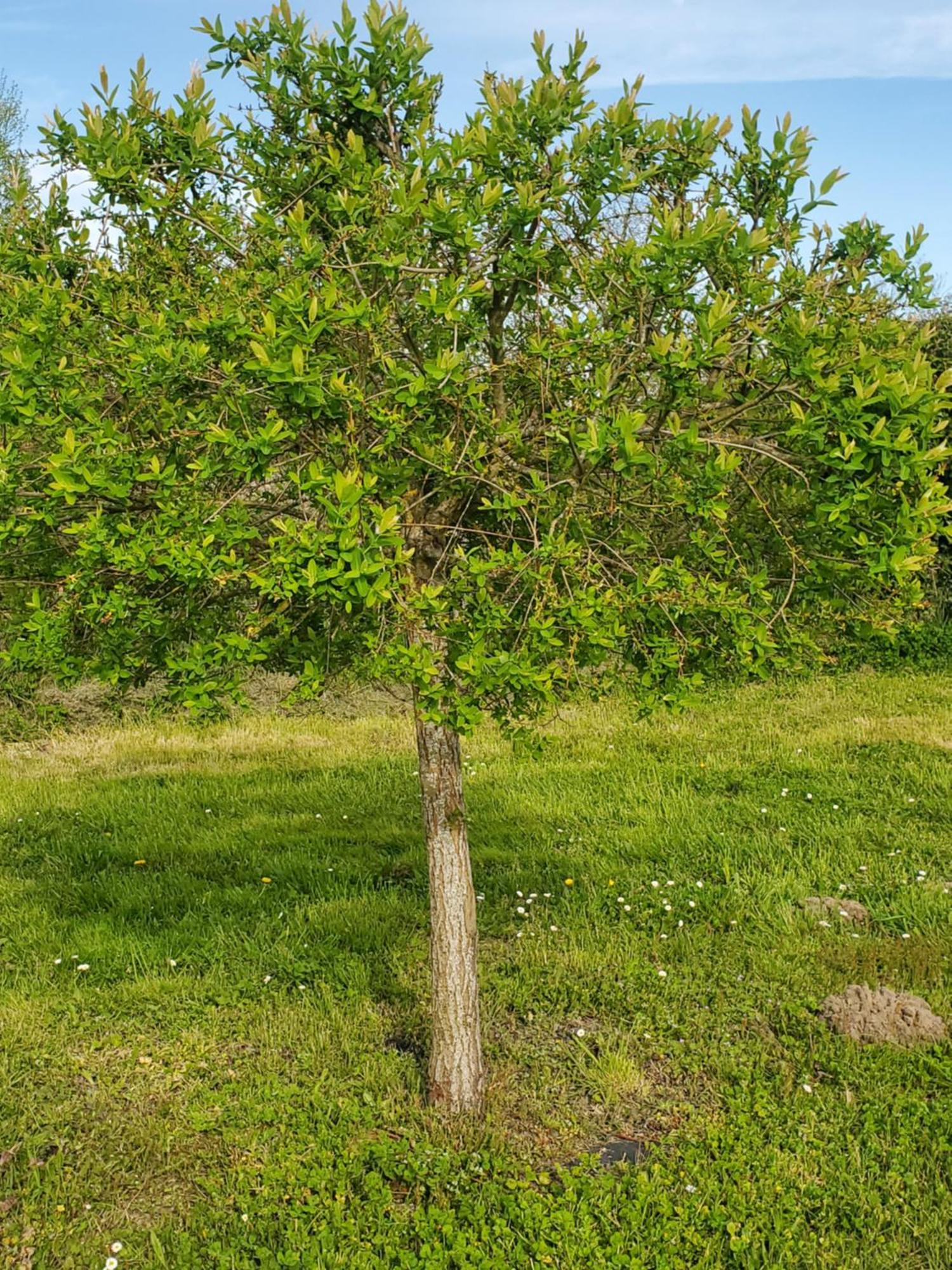 Gite Au Coeur De La Touraine La Chapelle-sur-Loire Eksteriør billede